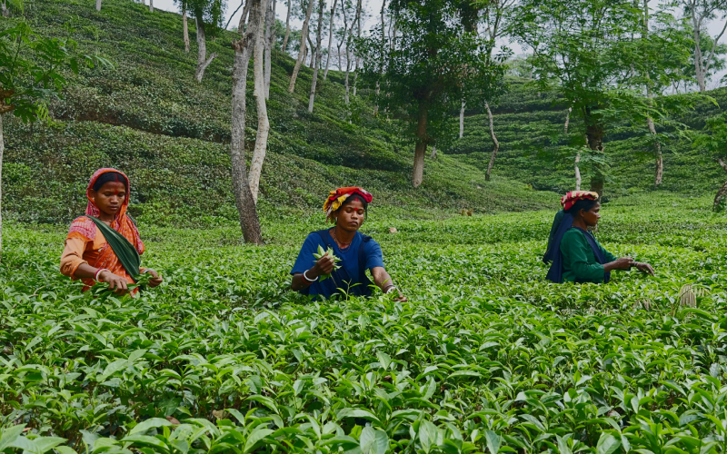 বৃষ্টি বলয় ‘গোধূলি’র কারণে সতেজ চা-বাগান