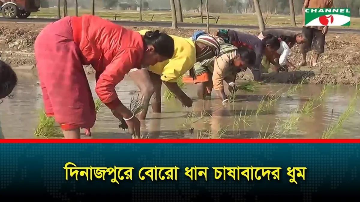 দিনাজপুরে বোরো ধান চাষাবাদের ধুম