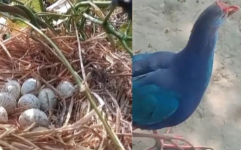 বসতবাড়ির সিম গাছে কালিম পাখির সংসার, চাঞ্চল্য রাণীশংকৈলে