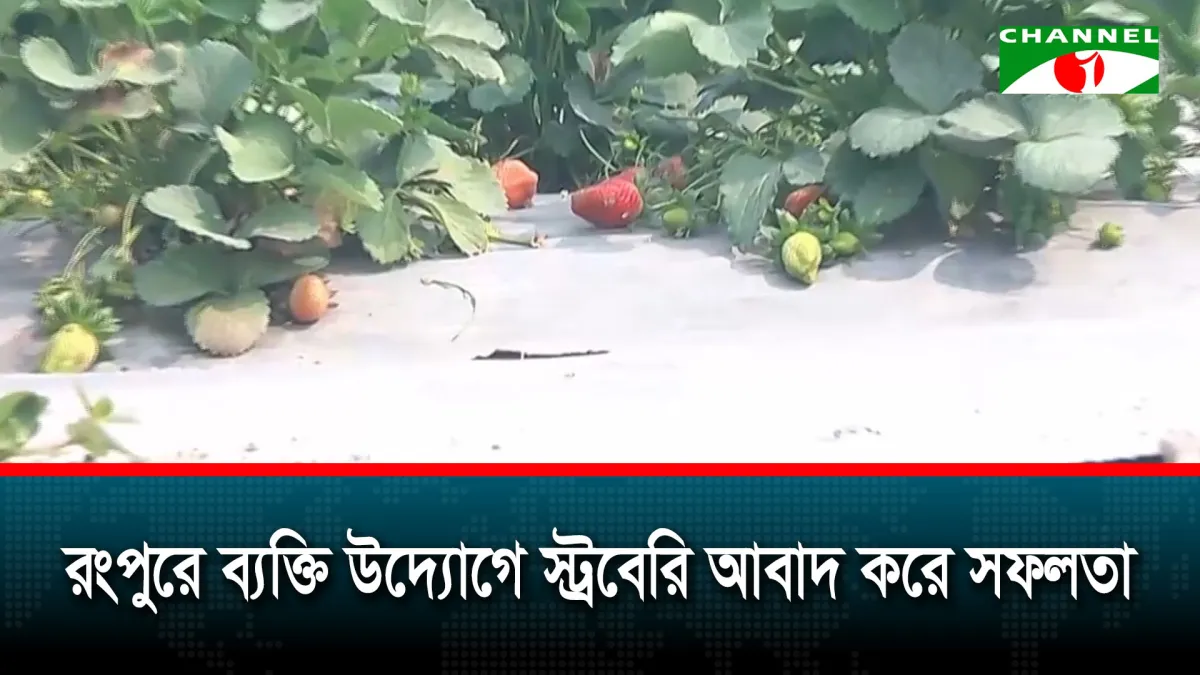 রংপুরে উচ্চ মূল্যের স্ট্রবেরি আবাদ করে লাভবান হয়েছেন তরুণ উদ্যোক্তা
