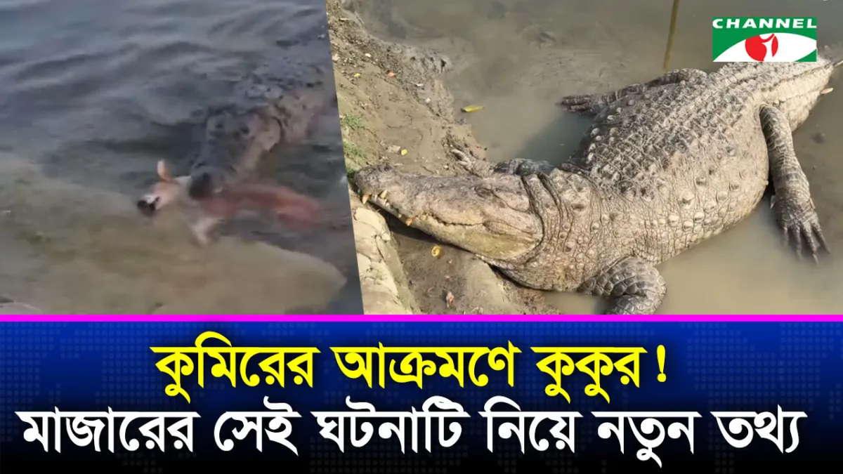 কুমিরের মুখে কুকুর, ইচ্ছাকৃত নাকি দুর্ঘটনা?