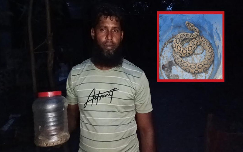 কামড় খেয়ে রাসেল ভাইপারকে ধরে বাড়িতে নিয়ে এলেন যুবক