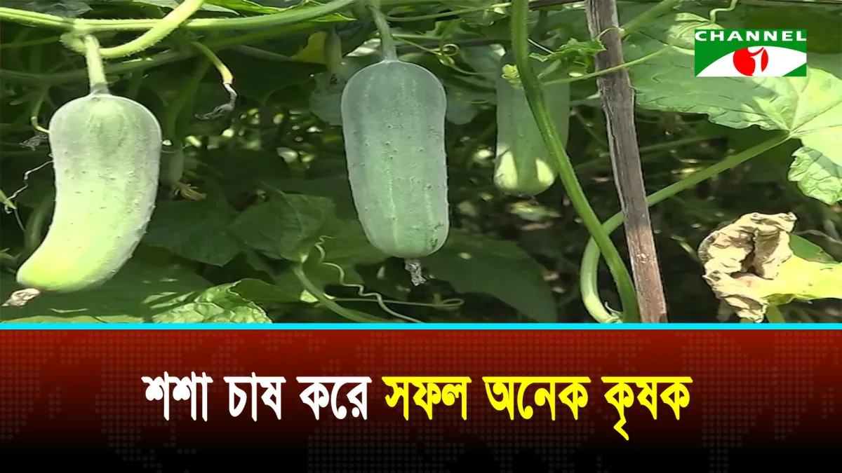 কুড়িগ্রামে বাণিজ্যিক ভিত্তিতে শশা চাষ করে সফল হয়েছেন অনেক কৃষক