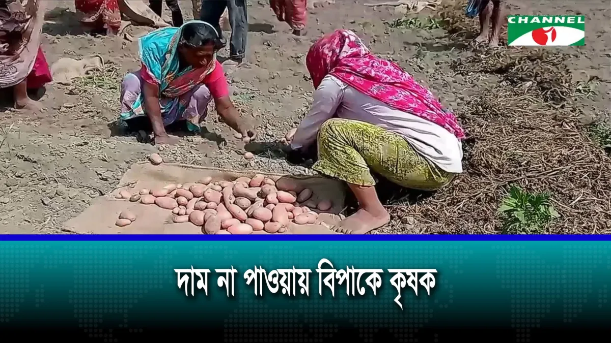 ঠাকুরগাঁওয়ে আলুর বাজারে ধস