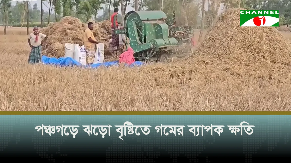 পঞ্চগড়ে ঝড়ো বৃষ্টিতে গমের ব্যাপক ক্ষতি, লোকসানের ঝুঁকিতে চাষিরা