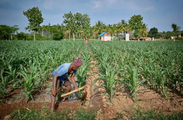 বিশ্বব্যাপী খাদ্যসংকট ক্রমেই বাড়ছে: ঝুঁকিতে বাংলাদেশ