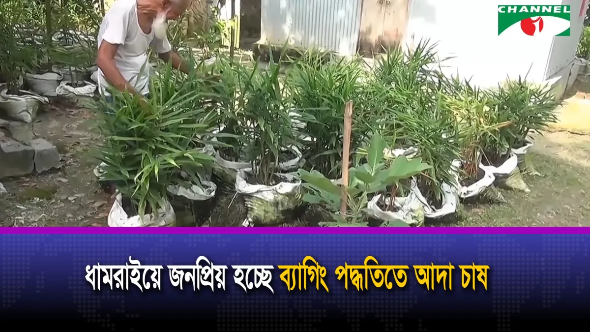 ধামরাইয়ে জনপ্রিয় হচ্ছে ব্যাগিং পদ্ধতিতে আদা চাষ