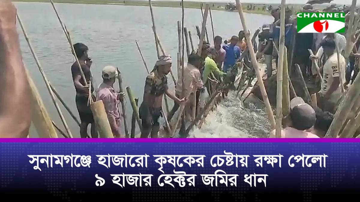 সুনামগঞ্জে হাজারো কৃষকের চেষ্টায় রক্ষা পেলো ৯ হাজার হেক্টর জমির ধান