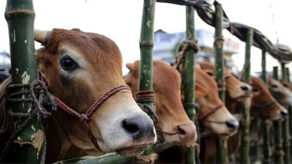 গরুর হাট: ক্রেতা এখনও দেখছে বেশি, কিনছে কম