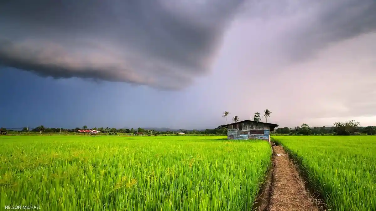 বৃষ্টির জন্য কালো মেঘের আকাশের নিচে সবুজ ধানের ক্ষেত্র. Channel i News - চ্যানেল আই নিউজ
