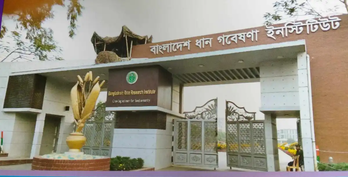 বাংলাদেশ ধান গবেষণা ইনস্টিটিউটের প্রধান প্রবেশদ্বার, গেট ও সাইনবোর্ড দৃশ্যমান. Channel i News - চ্যানেল আই নিউজ