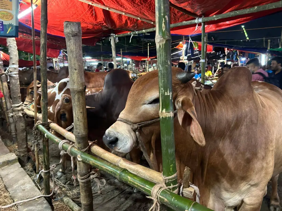 বৃষ্টি-কালবৈশাখীর শঙ্কায় পশুর হাটে দুশ্চিন্তা, বাড়ছে ঈদযাত্রার ভোগান্তি