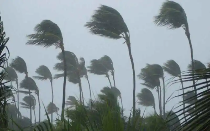 উচ্চ ঝড়ের কারণে ঝোপঝাড় ও গাছপালা দুলছে, বাতাস প্রবল. Channel i News - চ্যানেল আই নিউজ