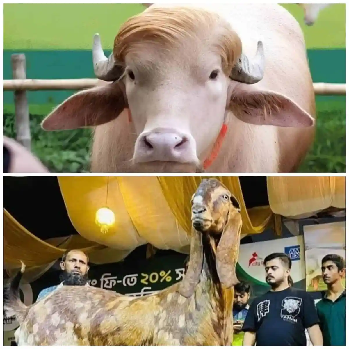 একটি মহিষের ছবি, যা সবুজ পটভূমিতে দাঁড়িয়ে আছে. Channel i News - চ্যানেল আই নিউজ