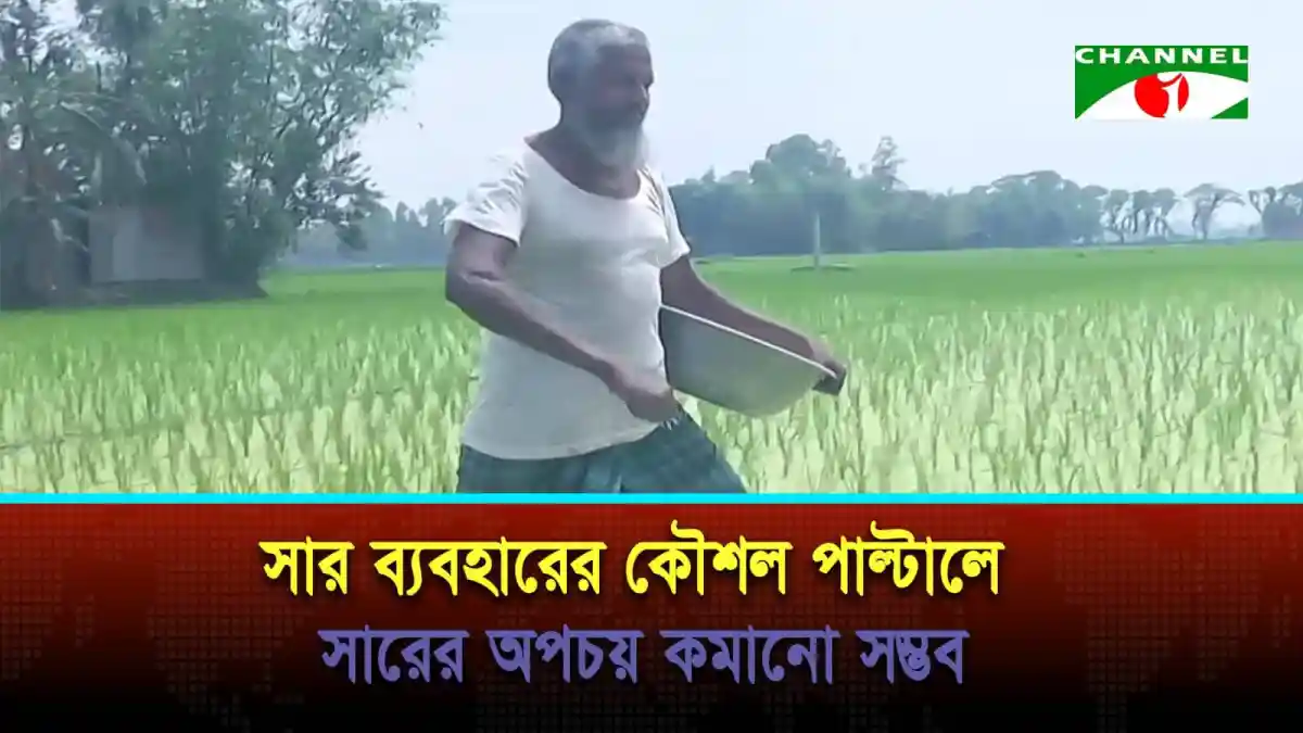 ধানের ক্ষেতে কৃষক সার ছিটাচ্ছেন, কৃষি কাজে মনোযোগী।. Channel i News - চ্যানেল আই নিউজ