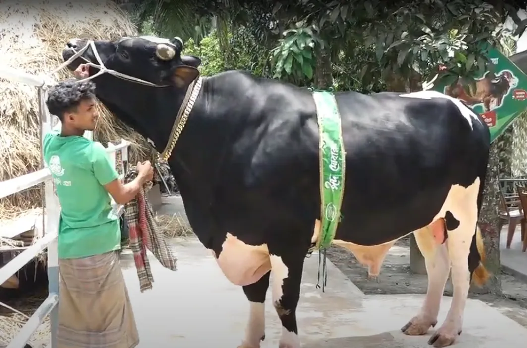 আলোচনায় ১ হাজার ১০০ কেজি ওজনের গরু ‘রিকিশি’