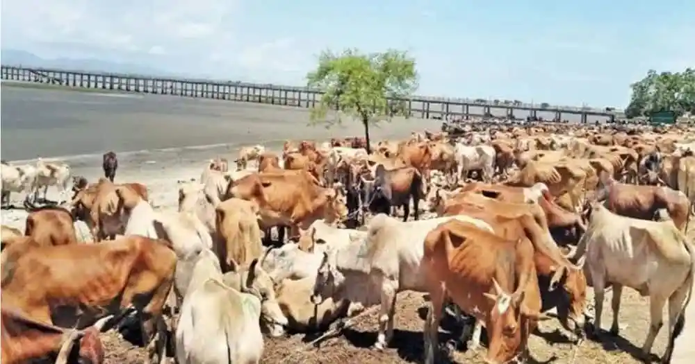 কক্সবাজারে সড়কের পাশে পশুর হাট, গবাদি পশু ও মানুষের সমাগম. Channel i News - চ্যানেল আই নিউজ