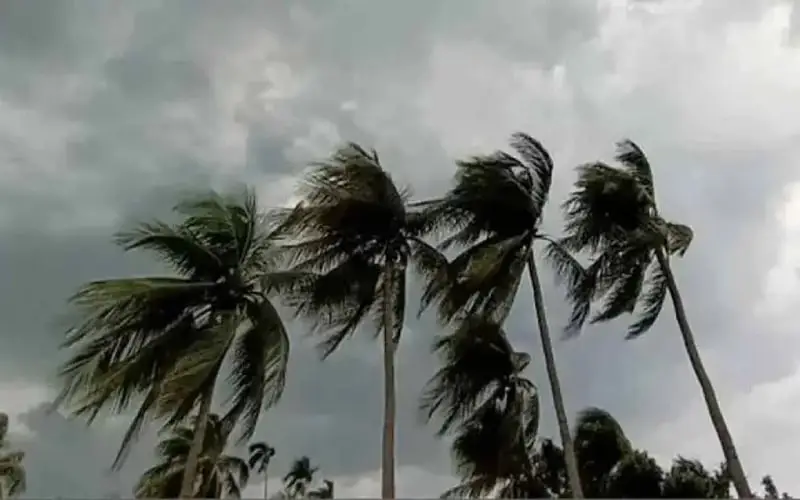 ঝড়ের সময় ঝড়ো বাতাসে দোল খাচ্ছে পাম গাছের গাছপালা. Channel i News - চ্যানেল আই নিউজ