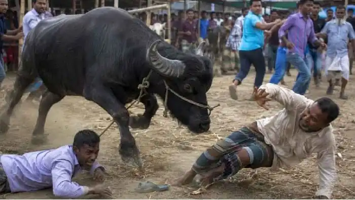 মহিষের আক্রমণে দুই ব্যক্তি আহত, জামালপুরের কোরবানির পশুর হাটে ঘটনা. Channel i News - চ্যানেল আই নিউজ