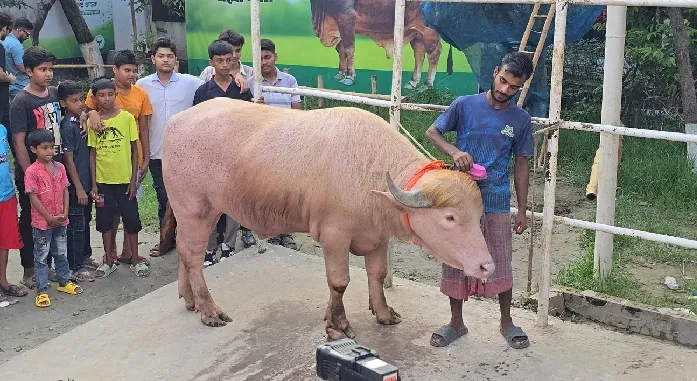 ভাইরাল মহিষ ‘ডোনাল্ড ট্রাম্প’ এখন চিড়িয়াখানায়