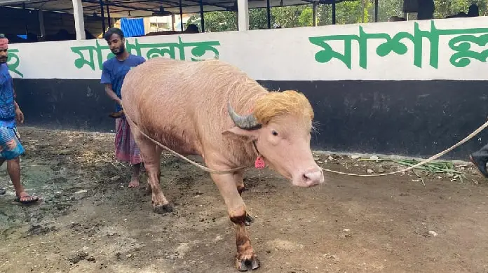 কোরবানি হচ্ছে না ‘ডোনাল্ড ট্রাম্প’