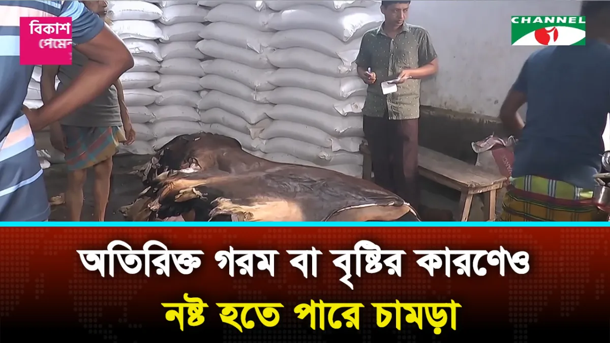 এবারও কোরবানির পশুর চামড়া নিয়ে শঙ্কায় ব্যবসায়ীরা