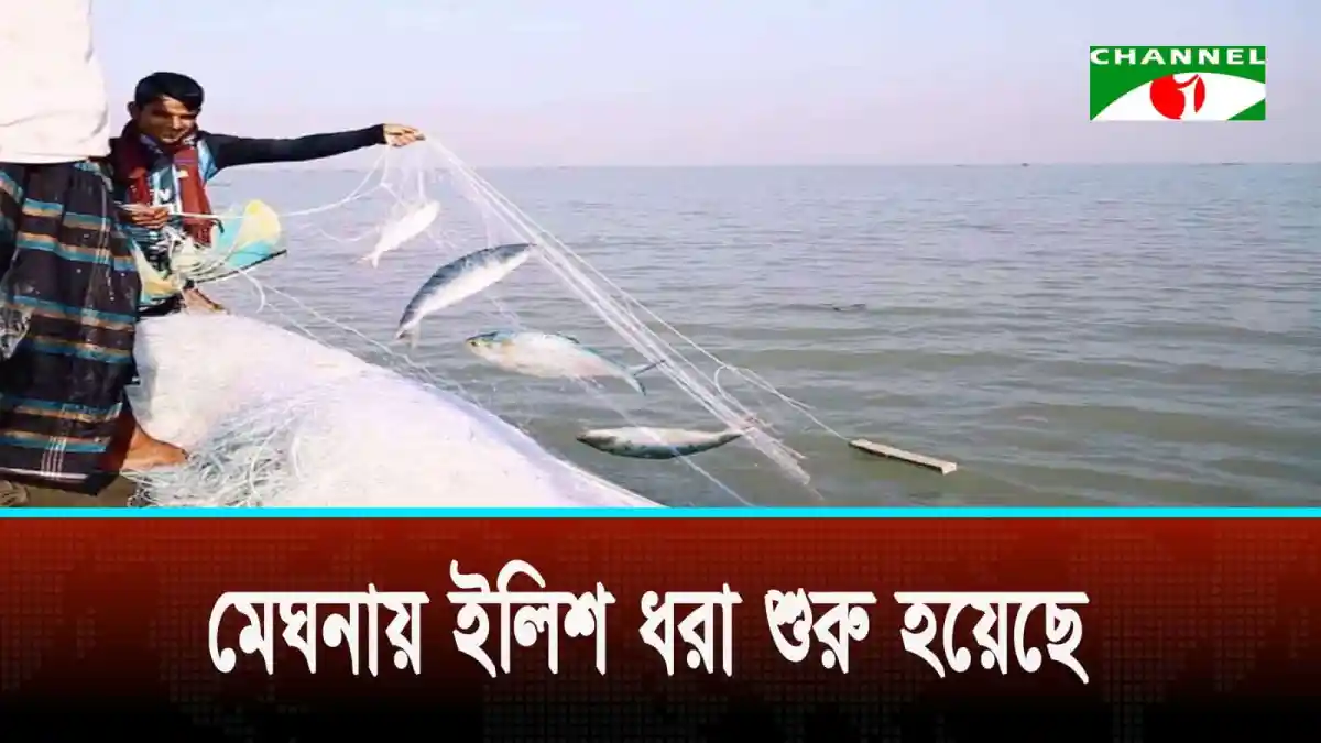 নদীতে ইলিশ মাছ ধরা হচ্ছে, মাছের জাল ও মাছের ছবি. Channel i News - চ্যানেল আই নিউজ