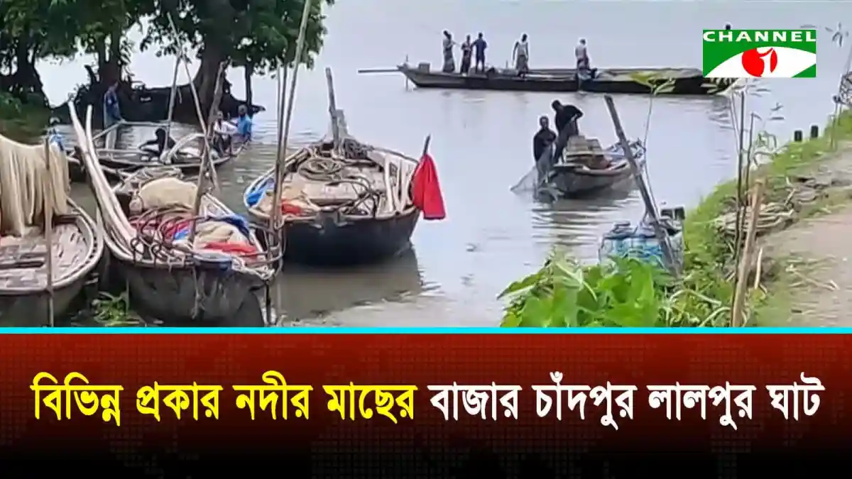 চাঁদপুর লালপুর ঘাটে বিভিন্ন প্রকার নদীর মাছের বাজার. Channel i News - চ্যানেল আই নিউজ