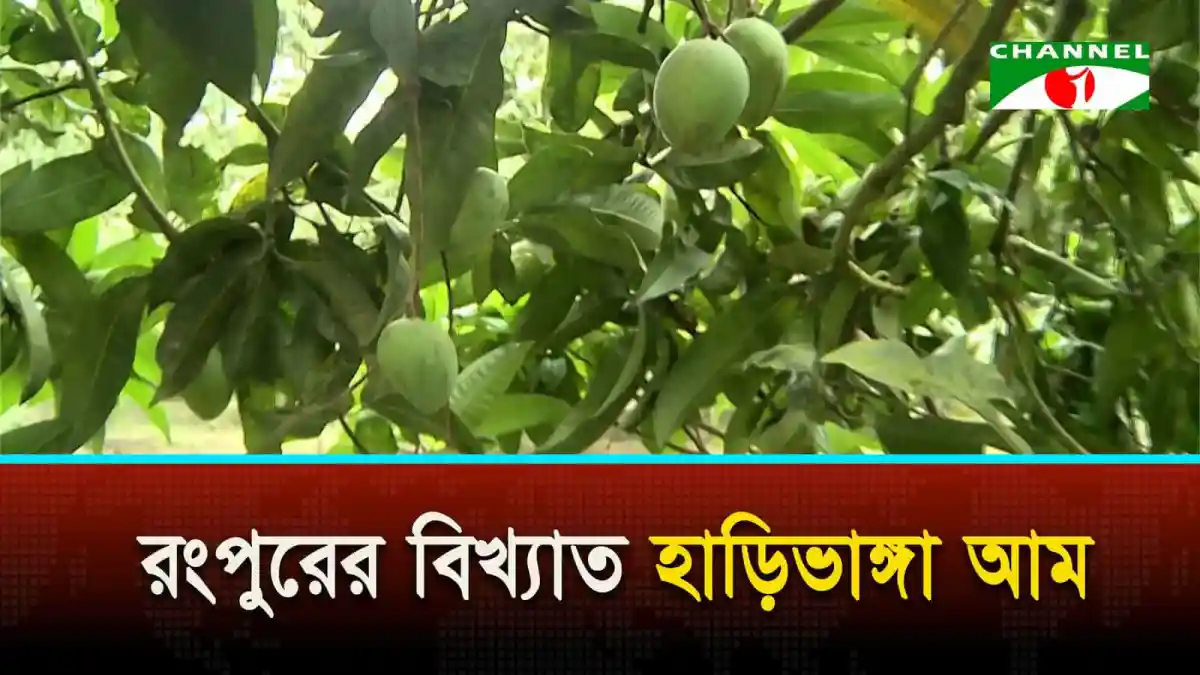 রংপুরের হাড়িভাঙ্গা আমের গাছের ছবি, ফলের কচি আম দেখা যাচ্ছে. Channel i News - চ্যানেল আই নিউজ