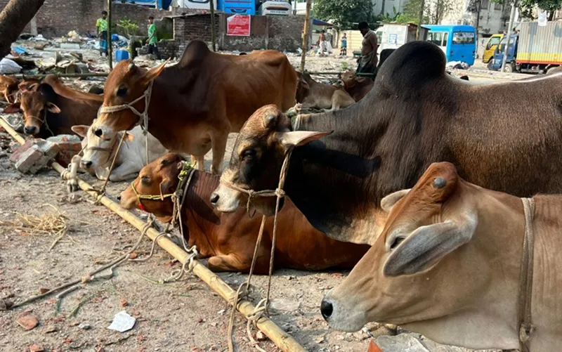 ঢাকায় কোরবানির হাটে গবাদি পশু প্রস্তুত ও বিক্রির জন্য রাখা হয়েছে. Channel i News - চ্যানেল আই নিউজ