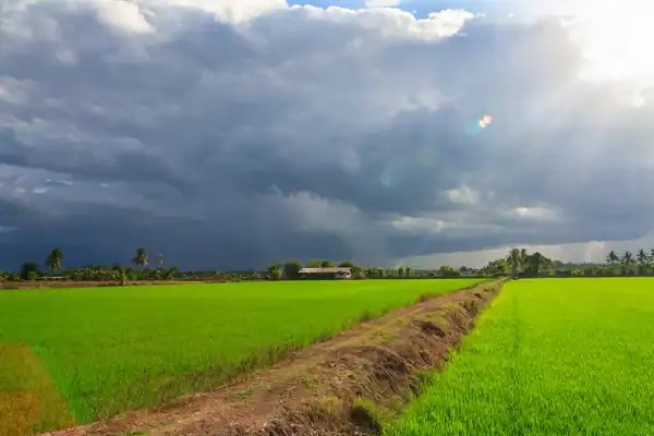 বৃষ্টির জন্য কালো মেঘে আকাশ ঢাকা, সবুজ ধানের ক্ষেতের দৃশ্য. Channel i News - চ্যানেল আই নিউজ