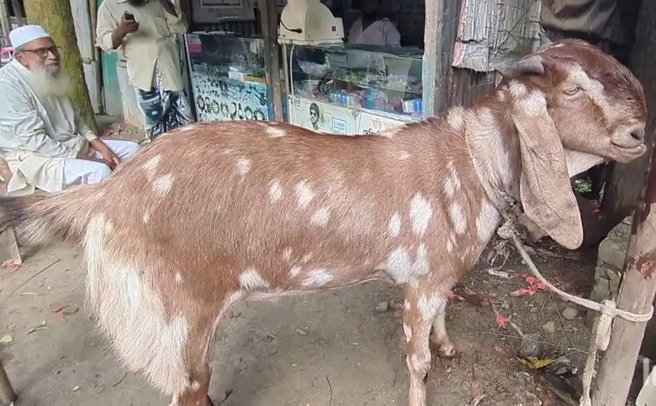 একটি বিশিষ্ট ছাগল যার দাম ১ লাখ ১৫ হাজার টাকা. Channel i News - চ্যানেল আই নিউজ