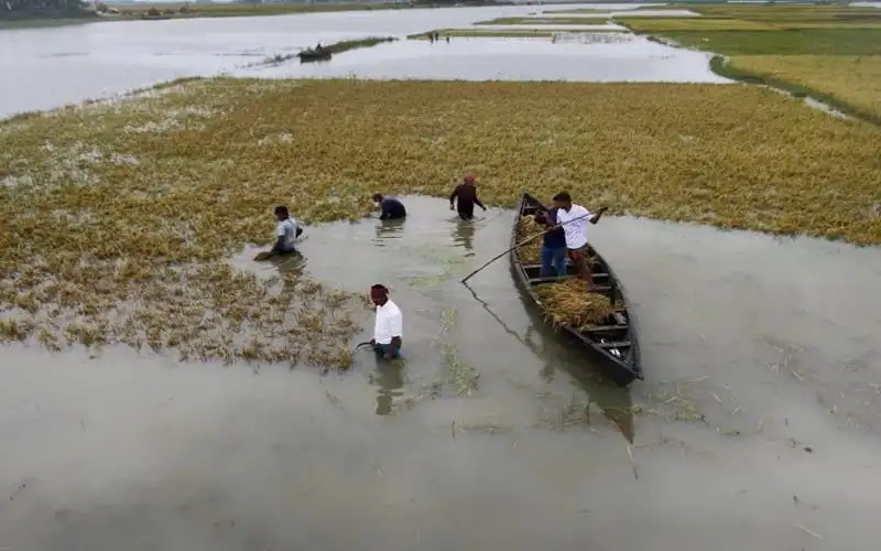 বৃষ্টির পানিতে ডুবে গেছে ধানের ক্ষেত, কৃষকরা উদ্ধার কাজ করছে. Channel i News - চ্যানেল আই নিউজ