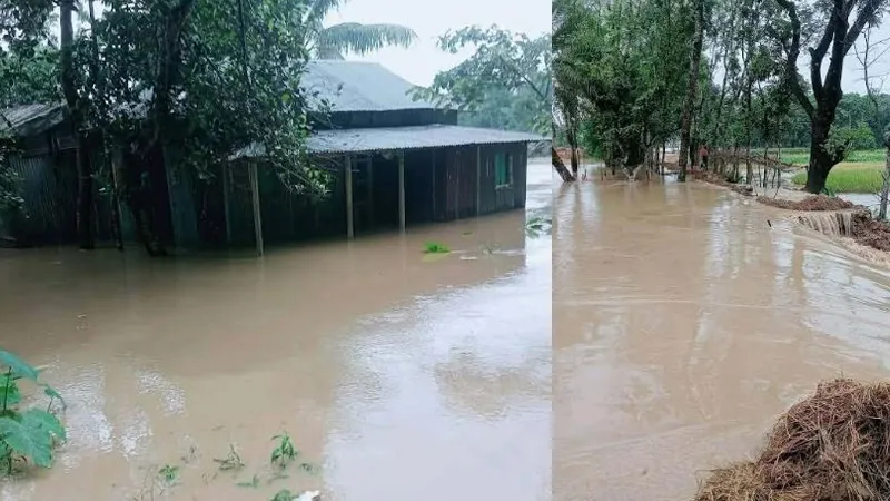 হঠাৎ বৃষ্টি ও পাহাড়ি ঢলে হালুয়াঘাটে শতাধিক হেক্টর ফসল তলিয়ে গেছে