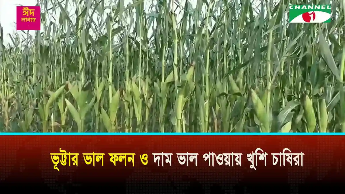 বাংলাদেশের মেহেরপুরে ভুট্টার ক্ষেত, ভাল ফলন ও দাম পাওয়ায় খুশি চাষিরা. Channel i News - চ্যানেল আই নিউজ