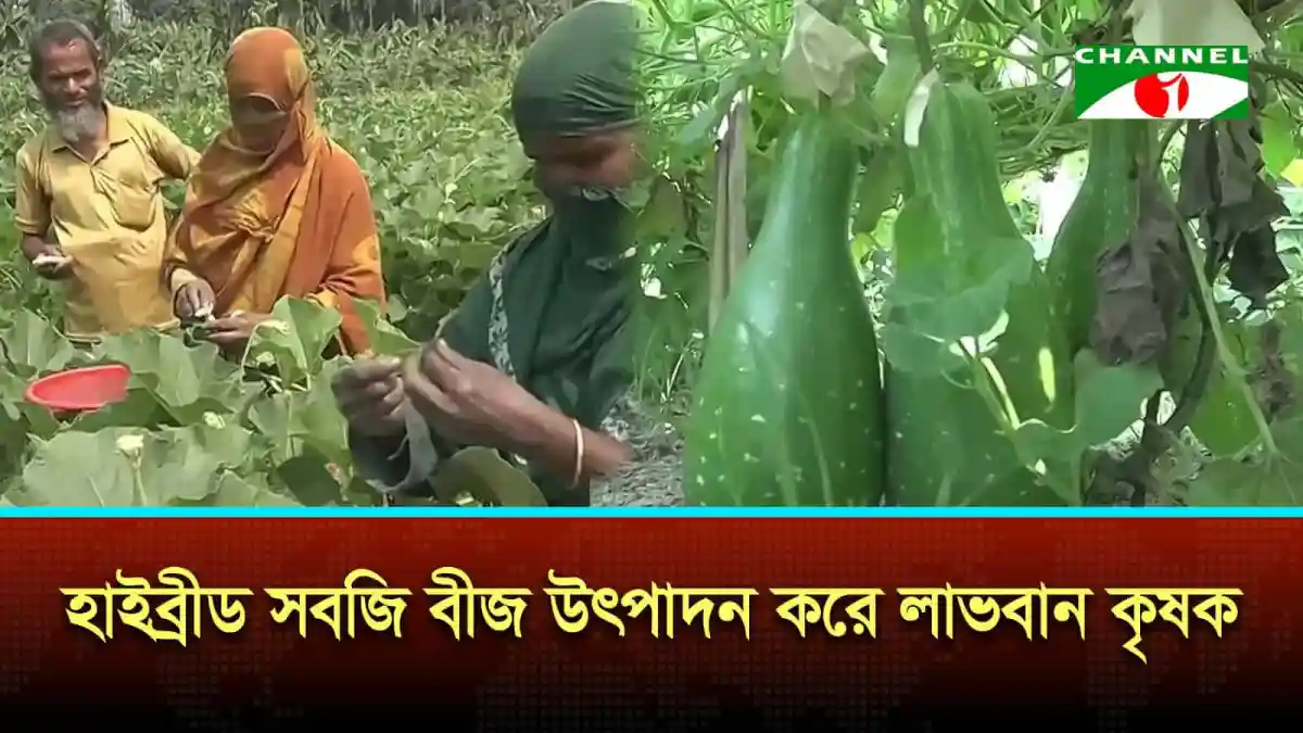 কৃষকরা হাইব্রীড সবজি বীজ উৎপাদনে মনোযোগী, কৃষি উন্নয়নে গুরুত্বপূর্ণ. Channel i News - চ্যানেল আই নিউজ