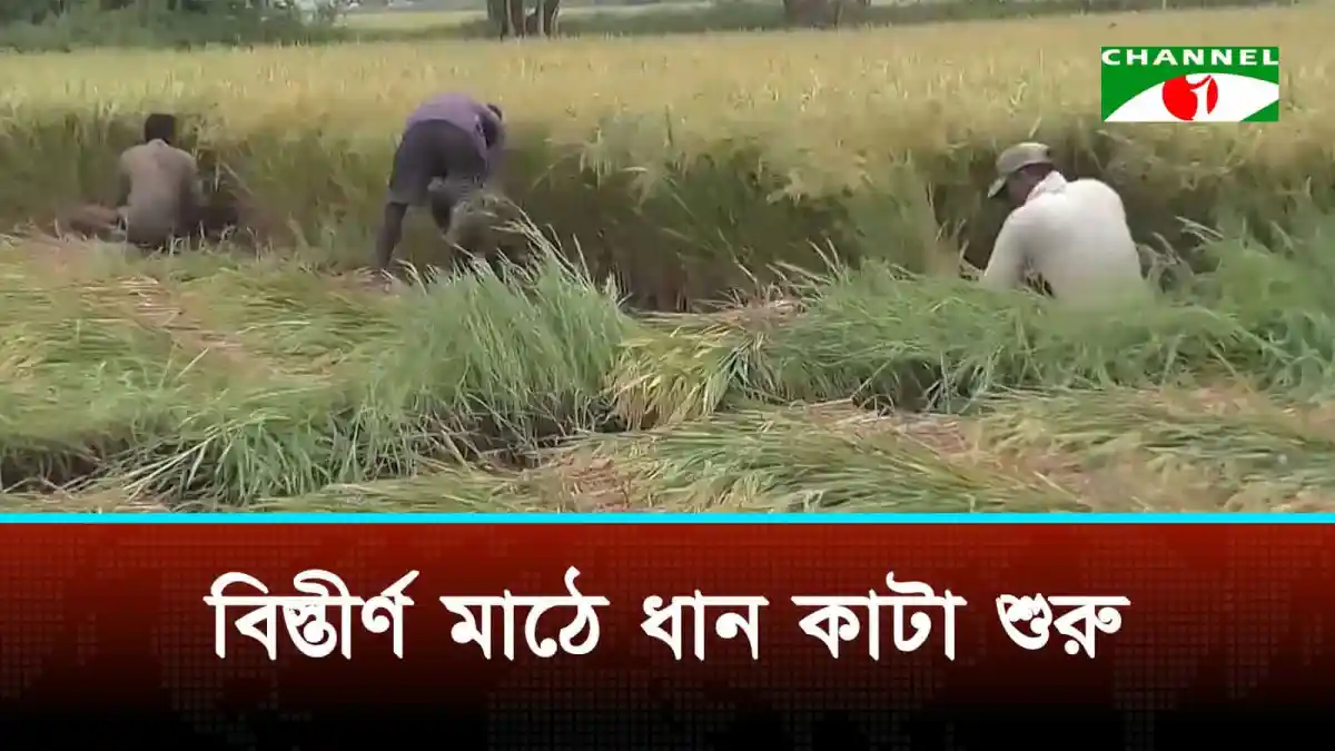 নড়াইলে বোরো ধানের ক্ষেতের শ্রমিকরা ধান কাটছেন. Channel i News - চ্যানেল আই নিউজ