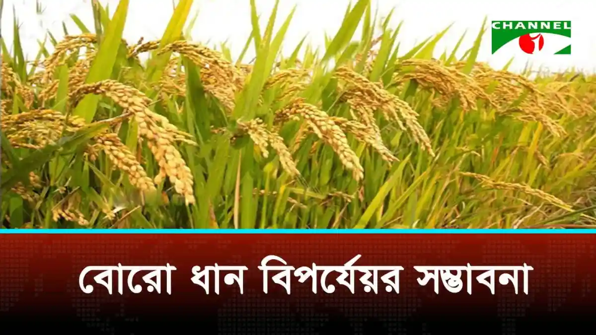 বোরো ধানের ক্ষেত পানিতে তলিয়ে গেছে, ক্ষতির মুখে কৃষকরা. Channel i News - চ্যানেল আই নিউজ