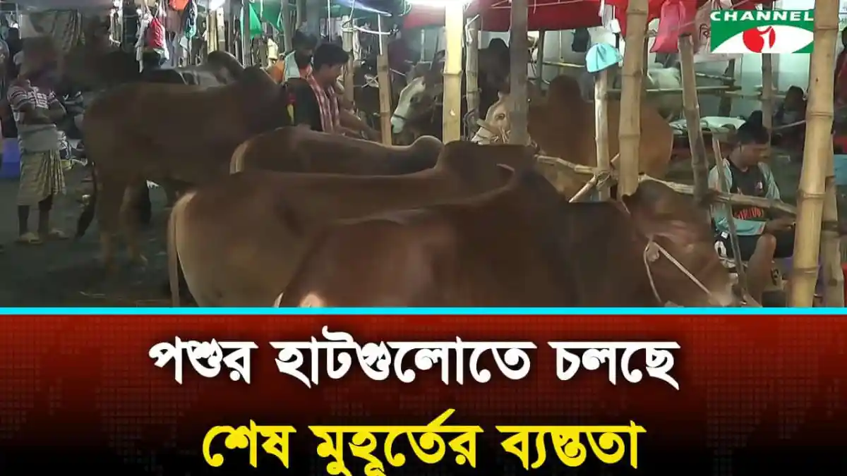 রাজধানীর পশুর হাটে শেষ মুহূর্তের ব্যস্ততা, গরু ও ছাগল বিক্রির জন্য প্রস্তুত. Channel i News - চ্যানেল আই নিউজ
