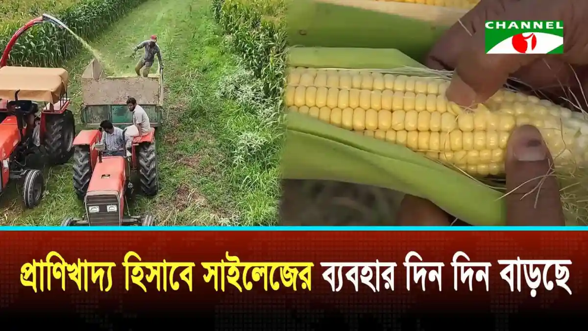 বাংলাদেশে সাইলেজ উৎপাদন ও খামার কার্যক্রম. Channel i News - চ্যানেল আই নিউজ