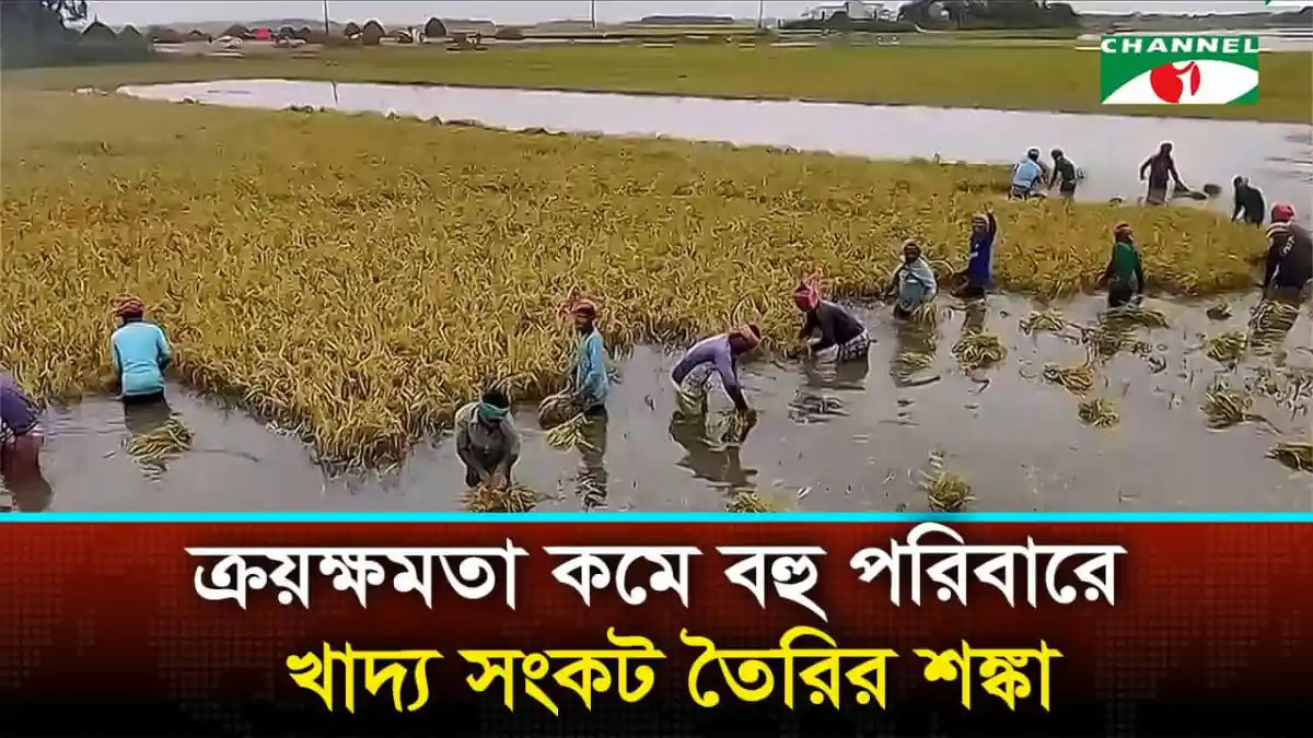 ধানের মাঠে শ্রমিকরা ধান কাটা ও সংগ্রহ করছে. Channel i News - চ্যানেল আই নিউজ