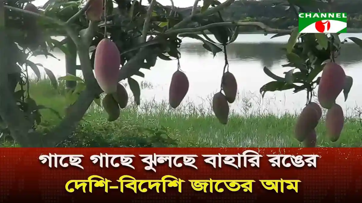 বাগানে আমের গাছ, ফল ঝুলছে, নদীর পাশে. Channel i News - চ্যানেল আই নিউজ