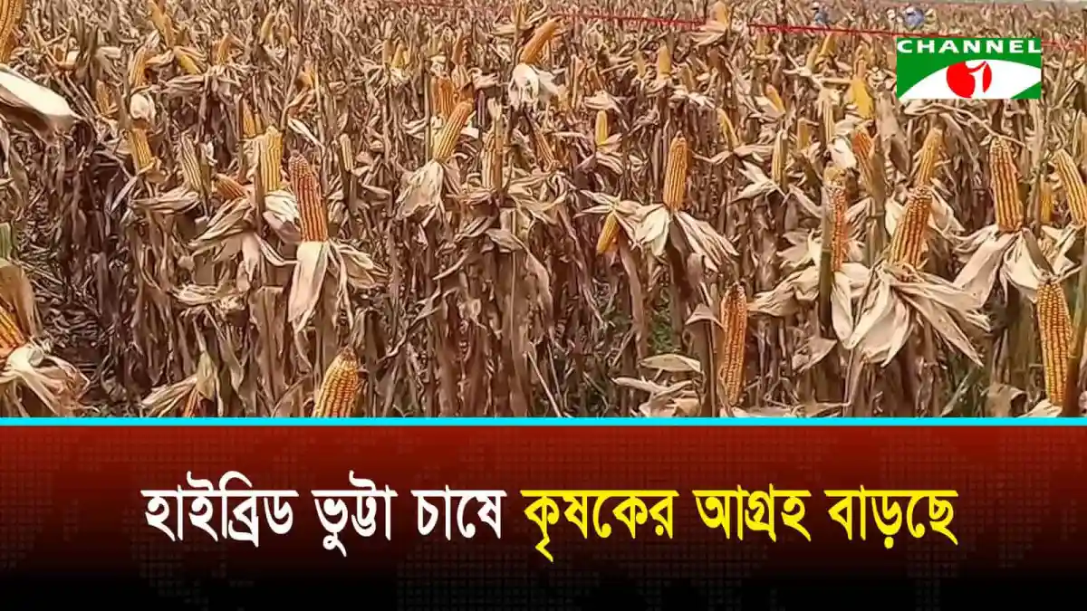 চুয়াডাঙ্গায় বিএডিসির হাইব্রিড ভুট্টা চাষের দৃশ্য. Channel i News - চ্যানেল আই নিউজ