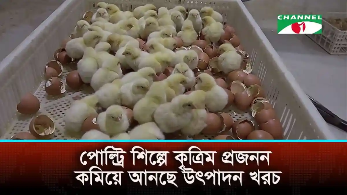 চিকেনের ডিম ও ছানার ছবি, পোল্ট্রি শিল্পের জন্য গুরুত্বপূর্ণ. Channel i News - চ্যানেল আই নিউজ