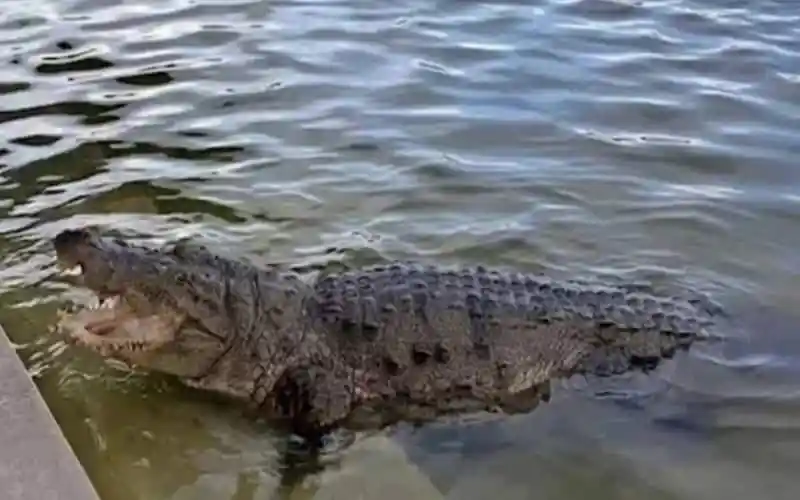 Crocodile swimming in water near the riverbank in Bangladesh. Channel i News - চ্যানেল আই নিউজ