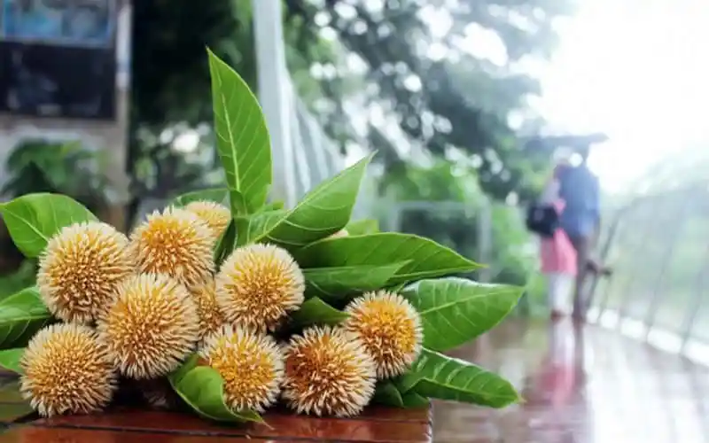 চাঁপা ফুলের ঝুড়ি, বর্ষার আগমনে ফুলের সৌন্দর্য. Channel i News - চ্যানেল আই নিউজ
