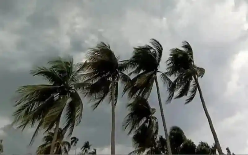 উচ্চ ঝড়ো হাওয়া ও মেঘাচ্ছন্ন আকাশের মধ্যে ঝুঁকিপূর্ণ পাম গাছের ছবি. Channel i News - চ্যানেল আই নিউজ