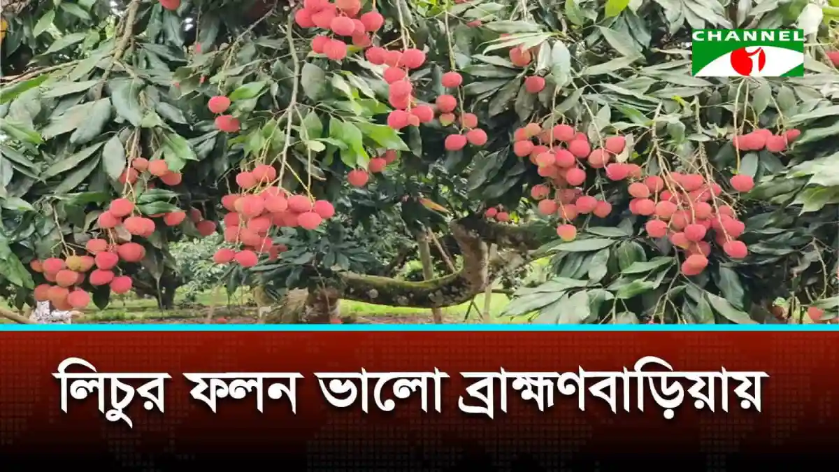 ব্রাহ্মণবাড়িয়ায় লিচুর গাছে ফলন দেখা যাচ্ছে. Channel i News - চ্যানেল আই নিউজ