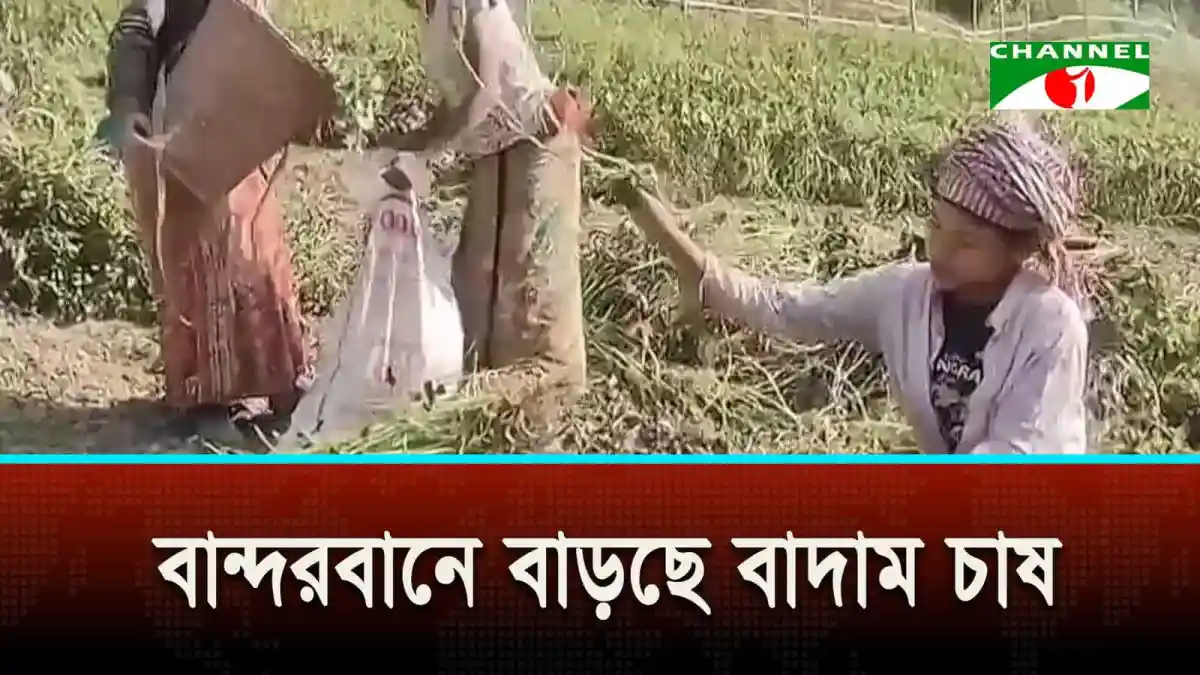 বান্দরবানে বাদাম চাষে কৃষকদের আগ্রহ বৃদ্ধি পাচ্ছে. Channel i News - চ্যানেল আই নিউজ