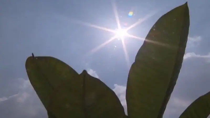 সূর্য্যর আলোতে পাতার silhouette, আকাশে কিছু মেঘ. Channel i News - চ্যানেল আই নিউজ